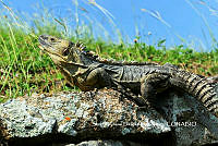 SADR0005 Ctenosaura acanthura.JPG