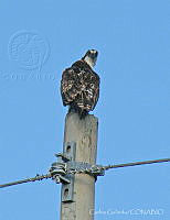 CGL2604 Pandion haliaetus.jpg