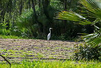 3R 01371 Ardea alba.jpg