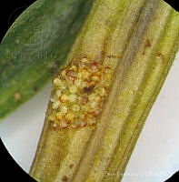 SL2510 Euchile mariae.jpg
