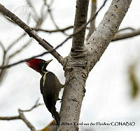 AAKVDH 0126 Dryocopus lineatus.JPG