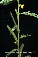 Huitz 2115 Chamaecrista nictitans.jpg