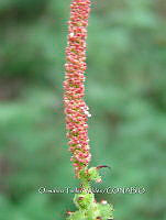 OTVBK029 0134 Acalypha.jpg