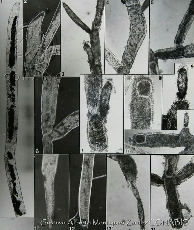 UNAMGAMZ 54%20Pithophora%20aequalis%20var.%20floridensis.jpg.nyfT vv0MZUhy1dhQA3g0JtbmFja29CbnFuZ3NAbXJ6LGtwZwA.fV3iwUS1XJ