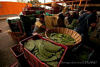 IDG0851 Opuntia sp..jpg