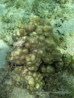 ISA080 Porites panamensis.jpg