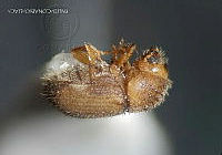 WR012 099 Hypocryphalus dilutus.jpg