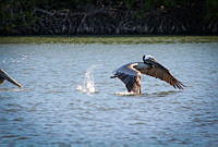 FBA0586 Pelecanus occidentalis.jpg