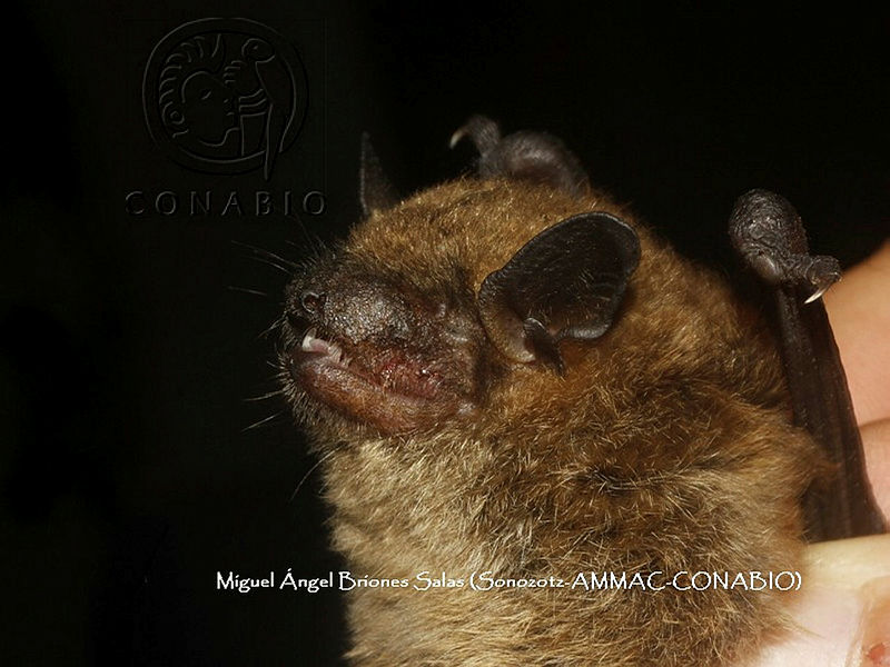 ProyME004%2000280%20Eptesicus%20fuscus.jpg.kCfT363 MYXdlWdjQA3g0JtbmFja29CbnFuZ3NAbXJ6LGtwZwA.v4UGl1QhXR