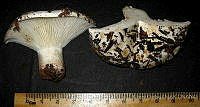 RGO0118 Russula densifolia.JPG