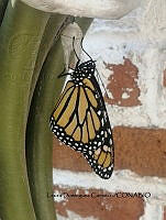LDC 010 Danaus plexippus.jpg