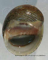 MRyRR373 Theodoxus luteofasciatus.jpg