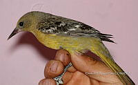 IE003 0070 Icterus parisorum.jpg