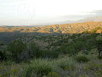 MGvarios42 Chihuahua.jpg