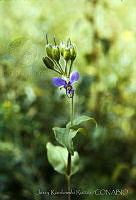 671 Tinantia erecta.jpg