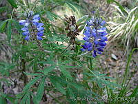 GIM0135 Lupinus montanus.jpg