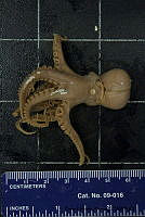 KT014 0122 Paroctopus digueti.JPG
