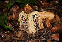 OAGG001 Phallus indusiatus.jpg