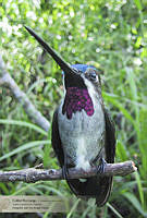 26_JLRZ0012 Heliomaster longirostris.jpg