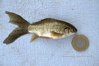 LI006 006 Cyprinus carpio.jpg