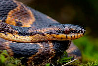 VHJA 0012 Cryophis hallbergi.jpg