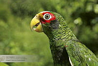 08_CNS0020 Amazona xantholora.jpg