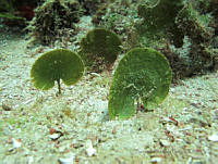 BDP0202 Udotea flabellum.jpg