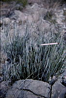 1260 Euphorbia antisyphilitica.jpg