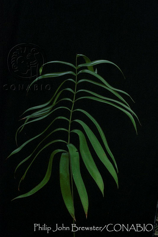 PJB0105%20Ceratozamia%20whitelockiana.jpg.nye00OrzMRFLtSVhQA3g0JtbmFja29CbnFuZ3NAbXJ6LGtwZwA.JYgOznkXT5