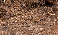 CGL5244 Aspidoscelis exsanguis.jpg