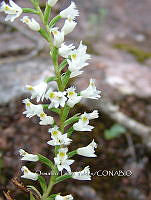 OTVBK029 4422 Galeoglossum thysanochilum.jpg