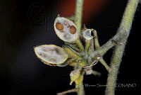 VWS057 Draba jorullensis.jpg