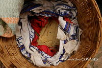 ZG014 0438 Zea mays.jpg