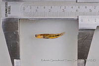 RQTG0962 Elacatinus puncticulatus.jpg