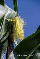 3R 01367 Zea mays.jpg