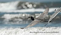 AAKVDH 0075 Egretta caerulea; Leucophaeus atricilla.JPG