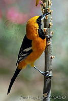 VHL0252 Icterus cucullatus.jpg