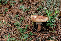 IMDOC Hong 0179 Amanita porphyria.jpg