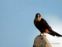 MGaves 1814 Falco femoralis.jpg