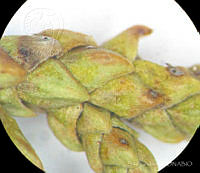 SL3924 Juniperus deppeana var. robusta.jpg