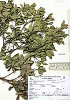 SVA0013 Quercus opaca.JPG