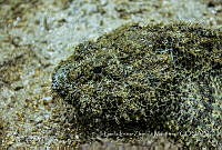 LIZM02 Scorpaena sp..jpg