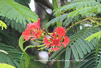 HVBR0039 Delonix regia.JPG