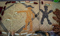 FBA0886 Zea mays.jpg