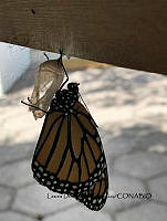 LDC 014 Danaus plexippus.jpg