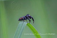 ZAPF0167 Paraphidippus sp..jpg