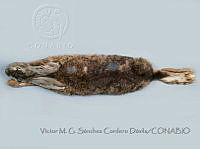 VMS-CD0113 Lepus californicus ssp. insularis.JPG