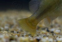 IMDOC2356 Xenotoca lyonsi.jpg