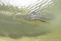 OAO0364 Crocodylus acutus.jpg