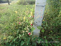 MRG-2017-1205 Boerhavia coccinea  (MEGA-8nov17-b).JPG